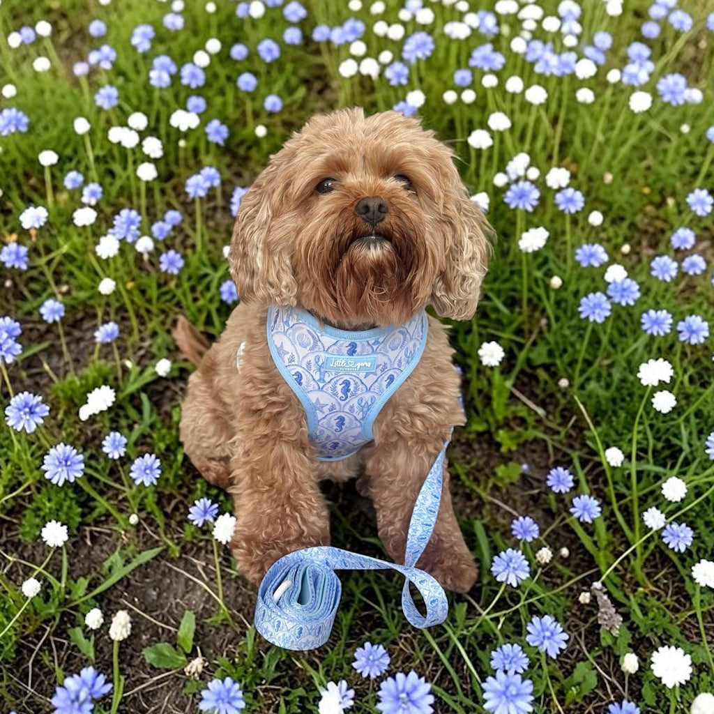 Coastal Shores Harness
