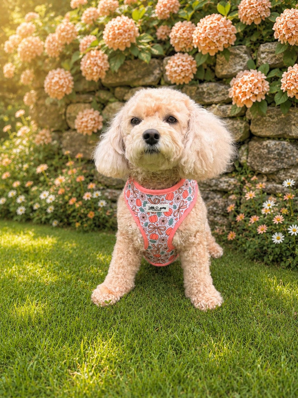 Pretty Little Pumpkin Harness