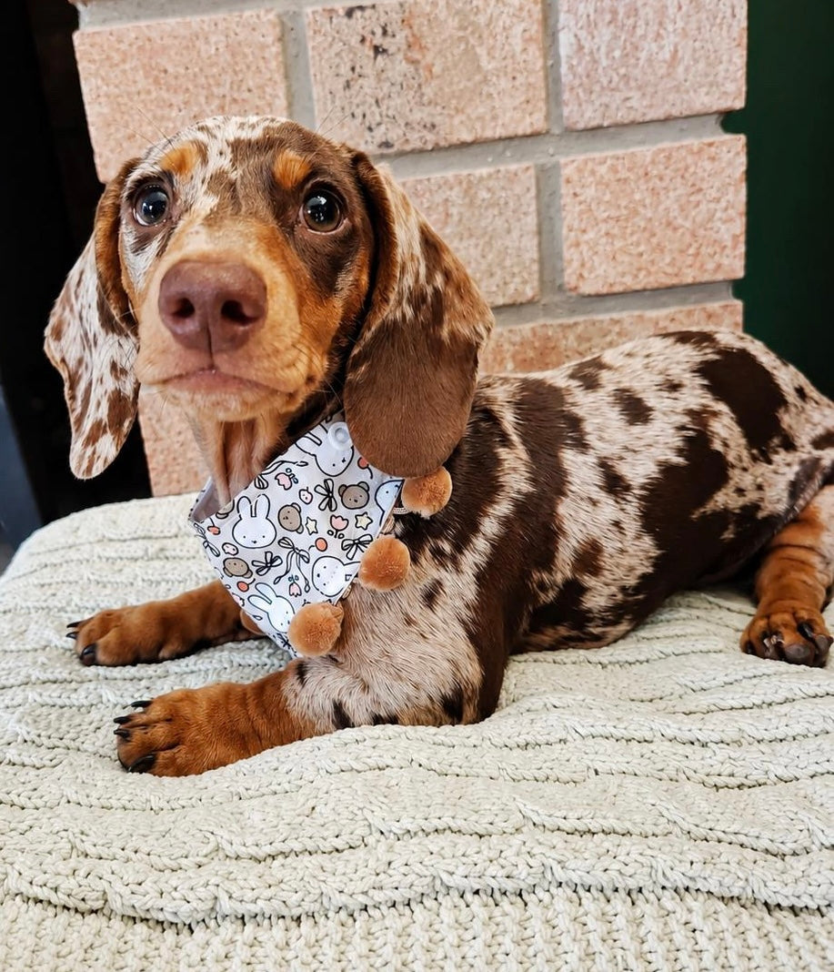 Buns & Bows Bandana
