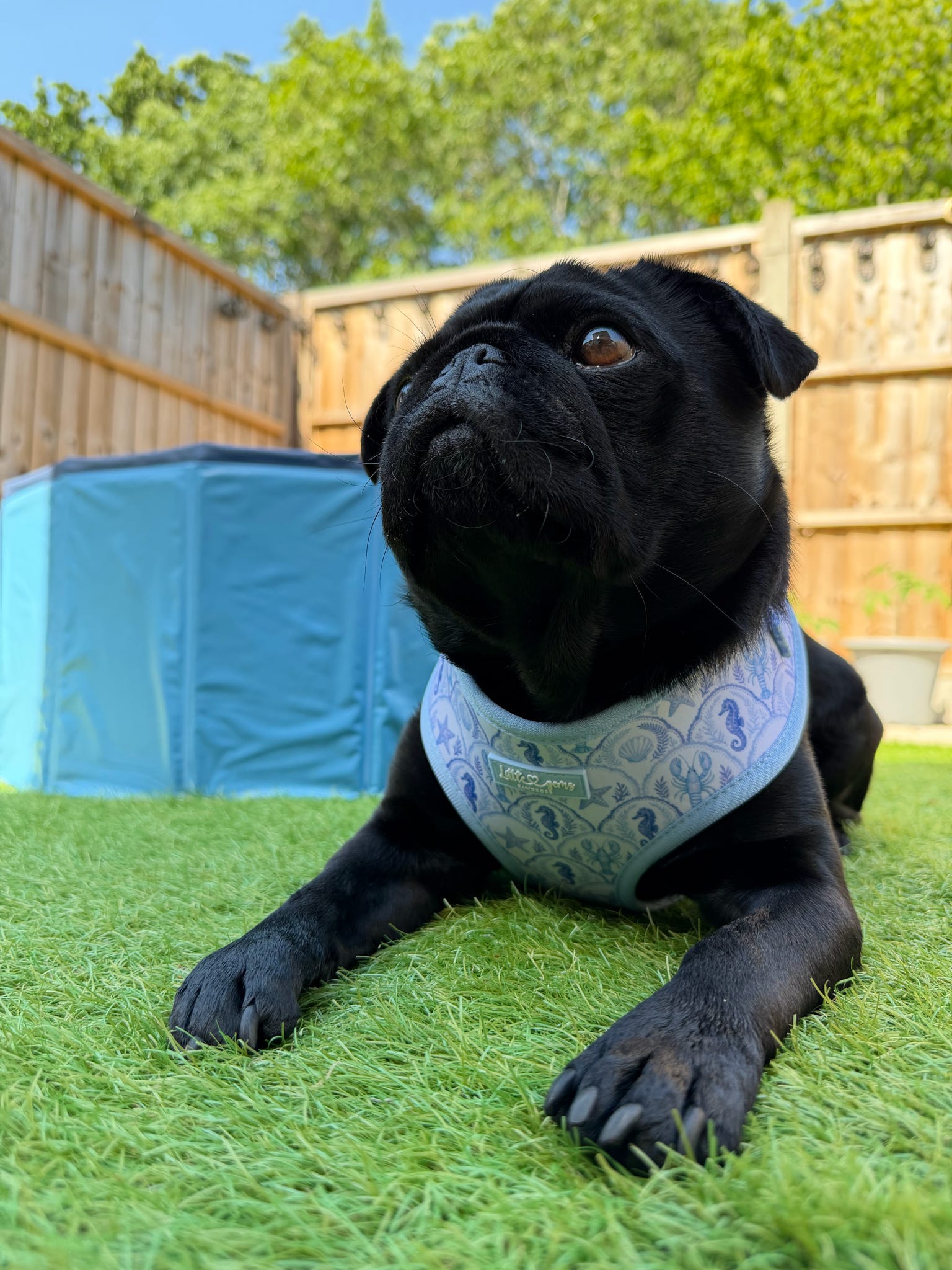 Coastal Shores Harness