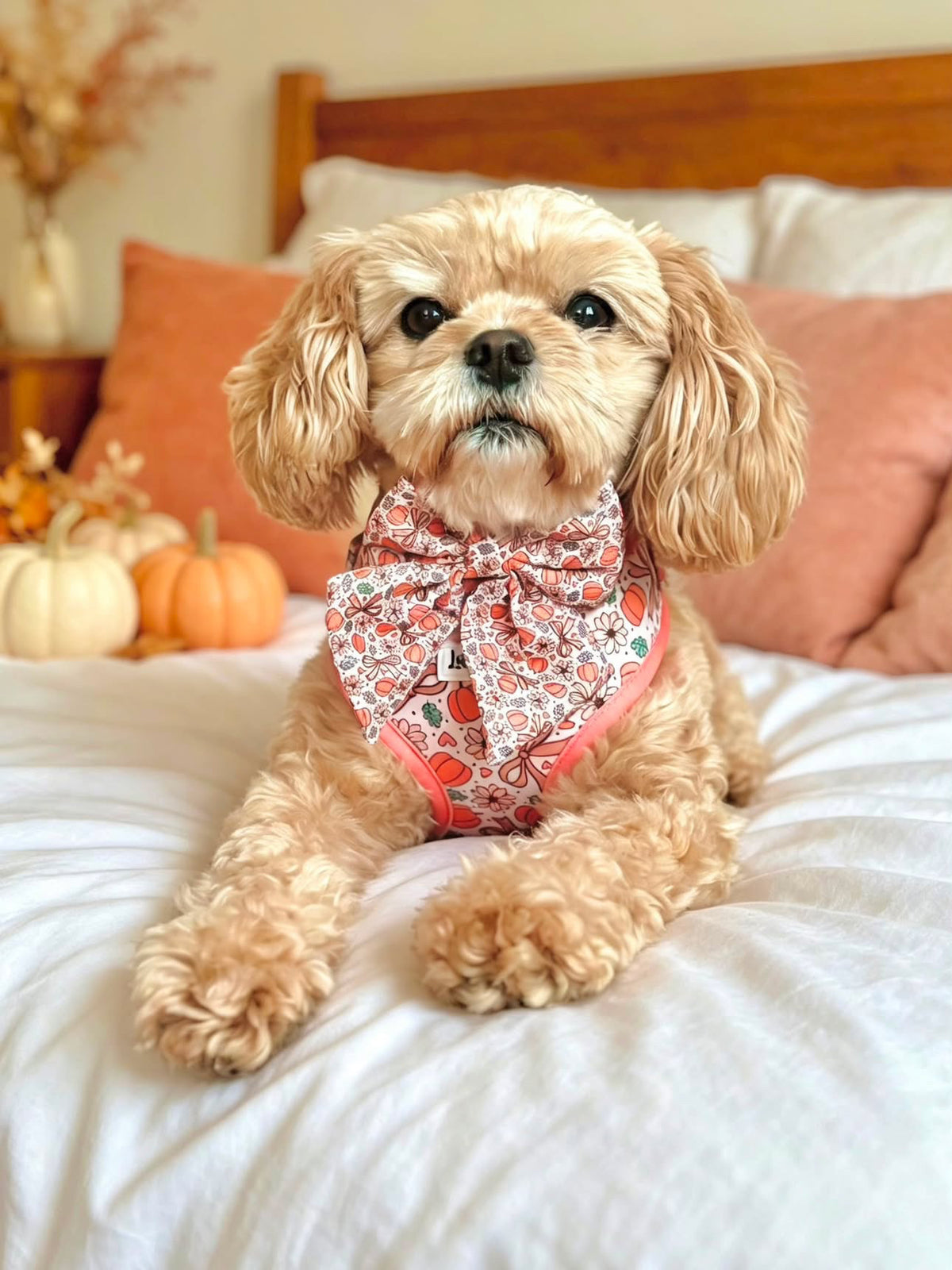 Pretty Little Pumpkin Harness