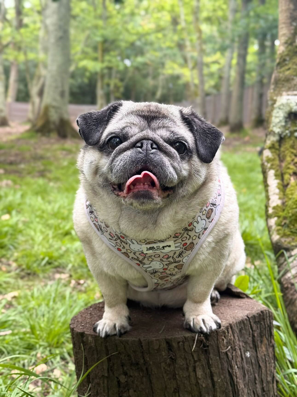 Buns & Bows Harness