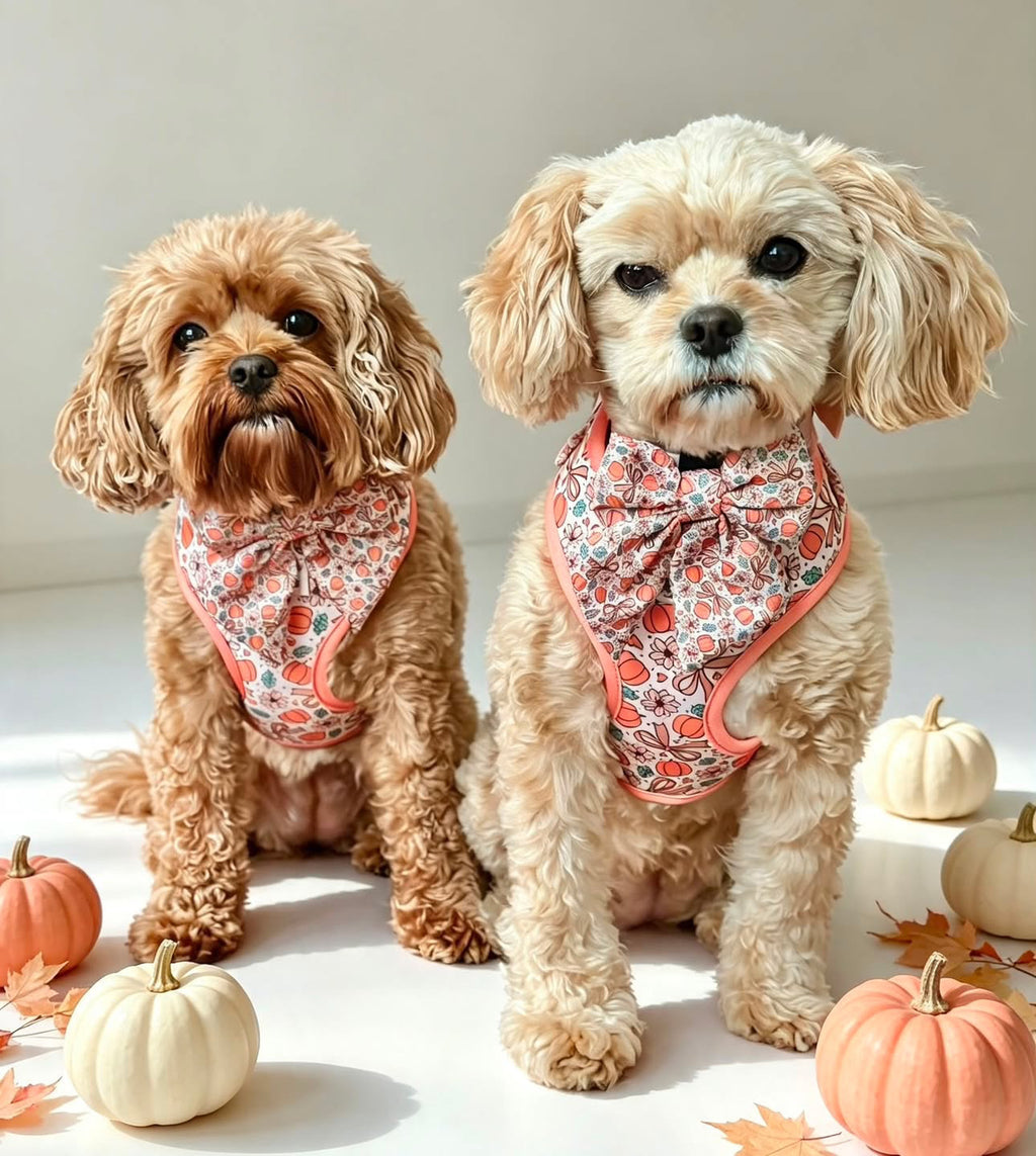 Pretty Little Pumpkin Harness
