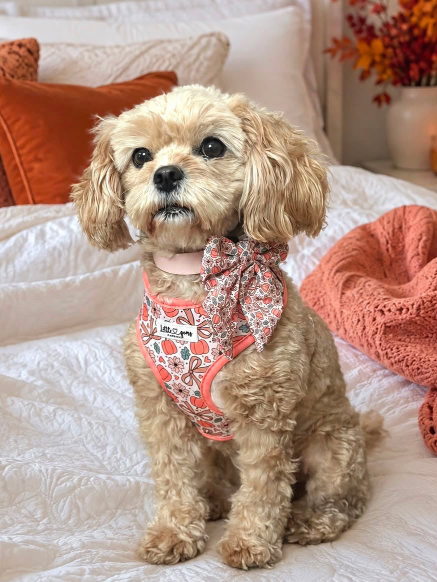 Pretty Little Pumpkin Harness