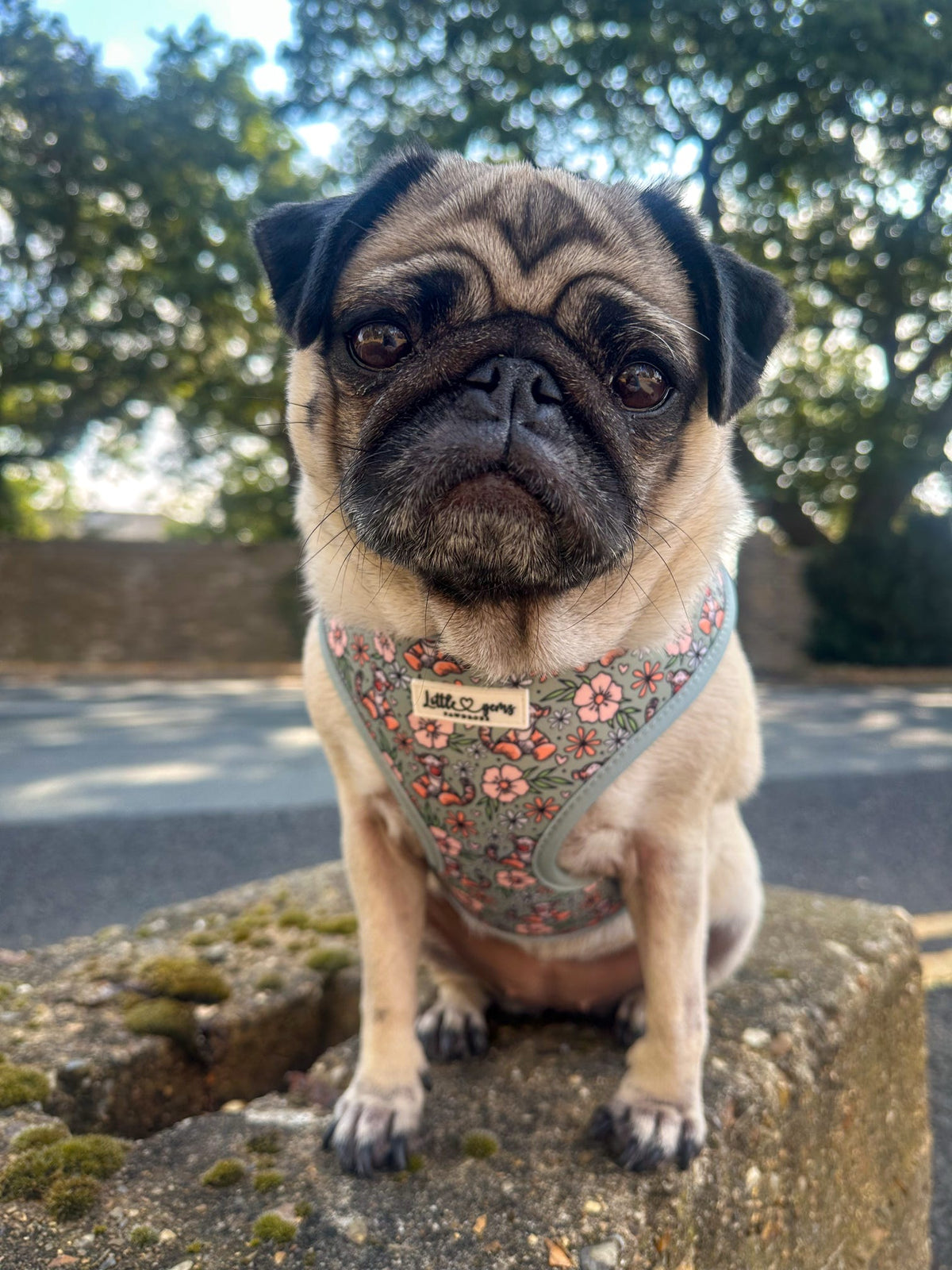 100 Aker Woof Harness
