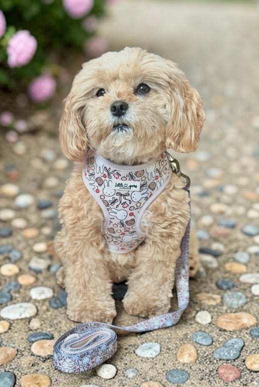 Buns & Bows Harness