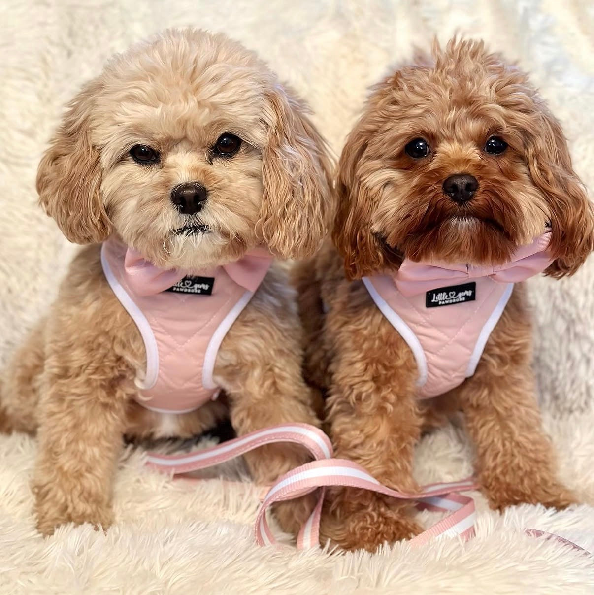 Pink Everyday Quilted harness