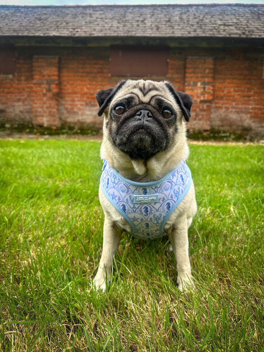 Coastal Shores Harness