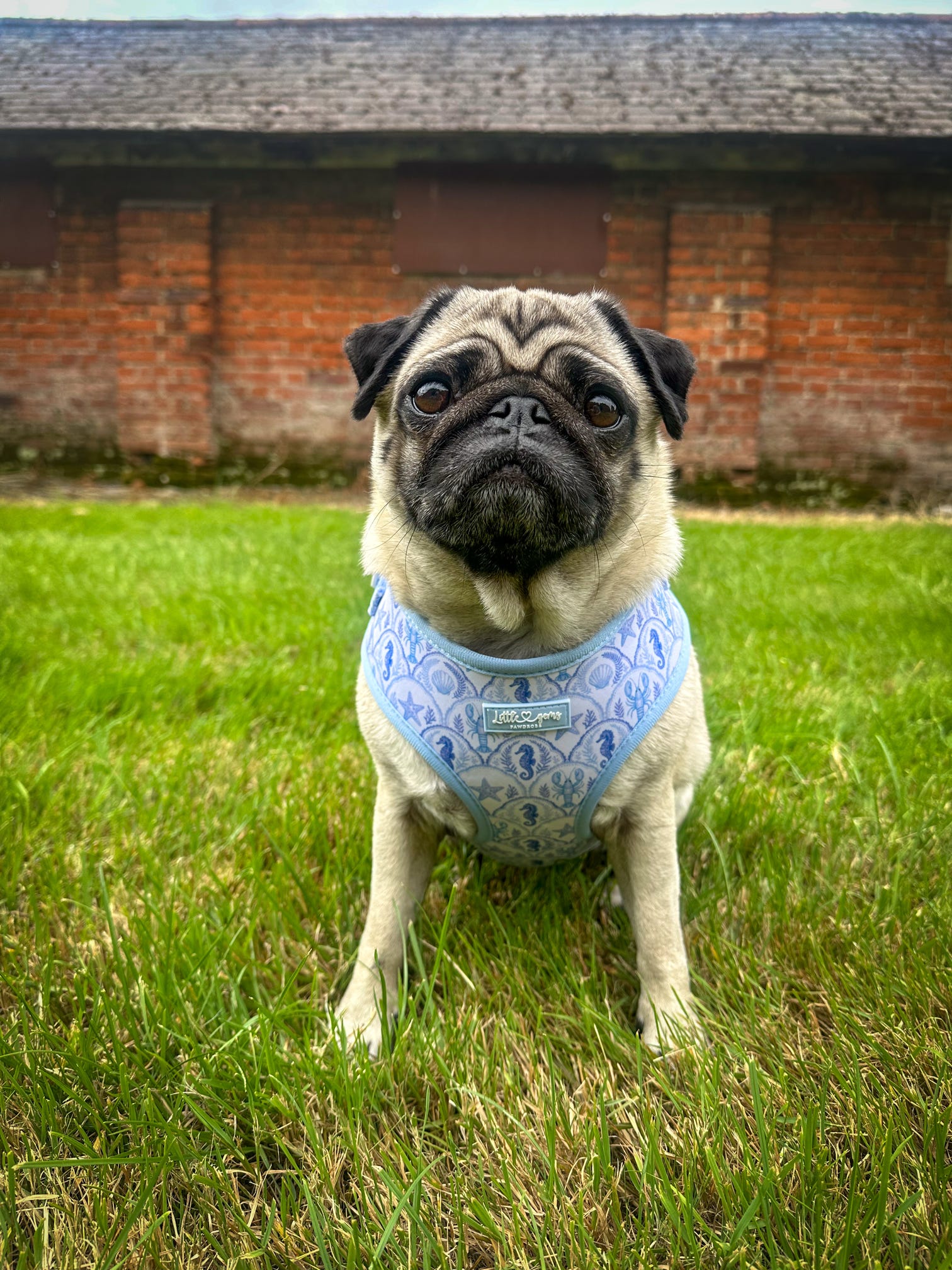 Coastal Shores Harness
