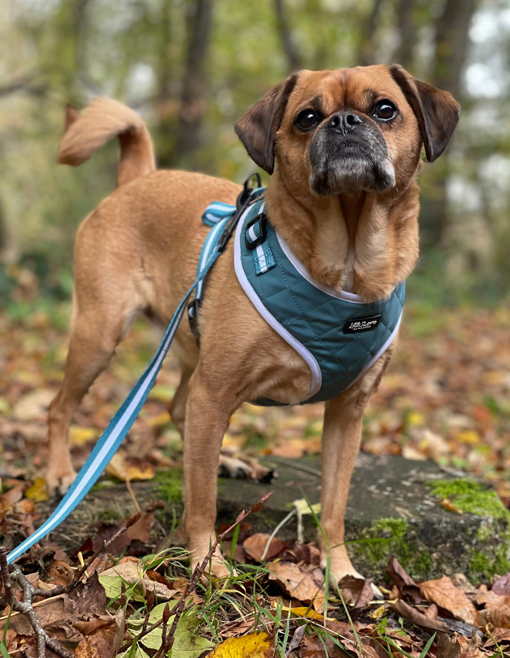 Teal Everyday Quilted Harness