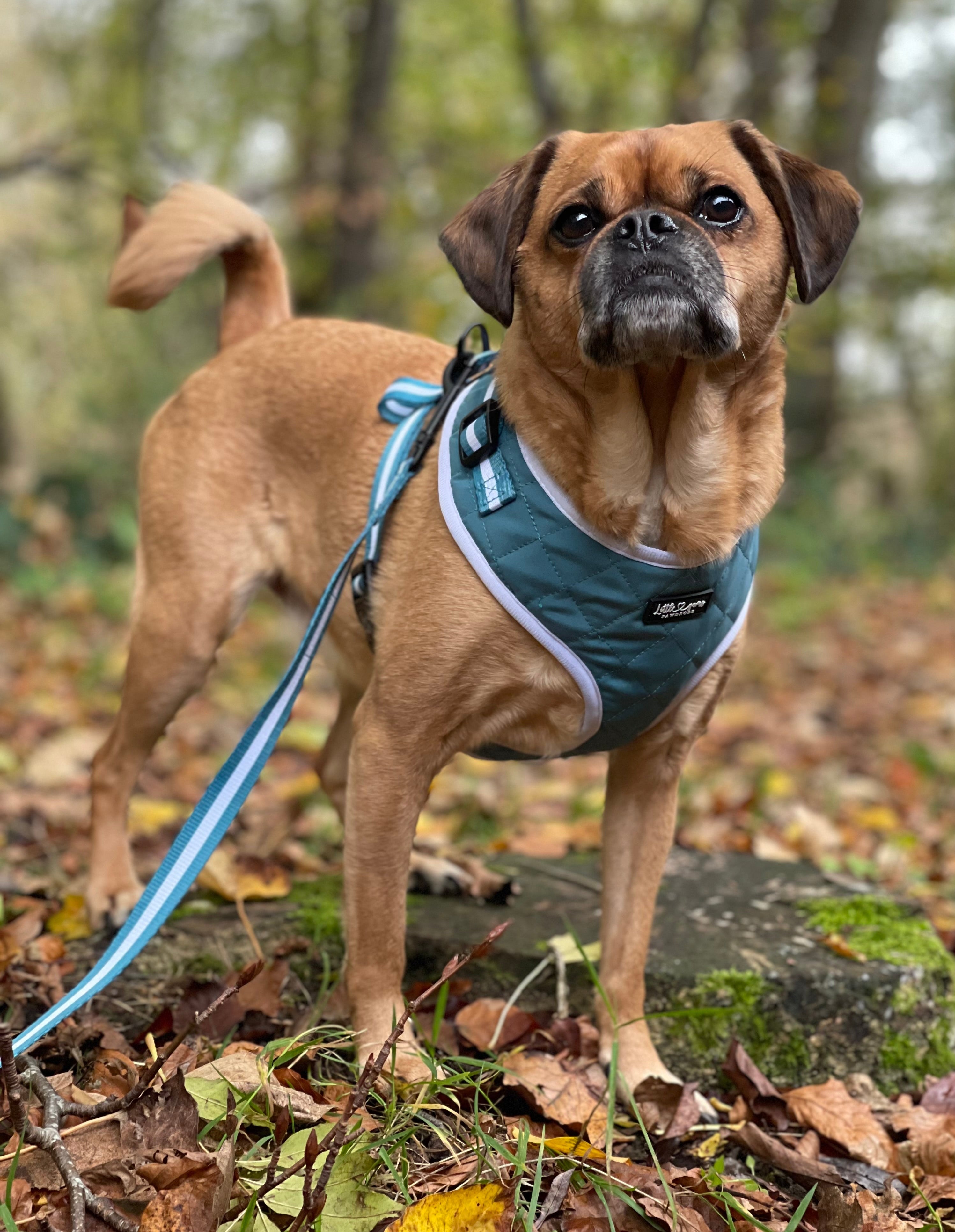 Teal Everyday Quilted Harness