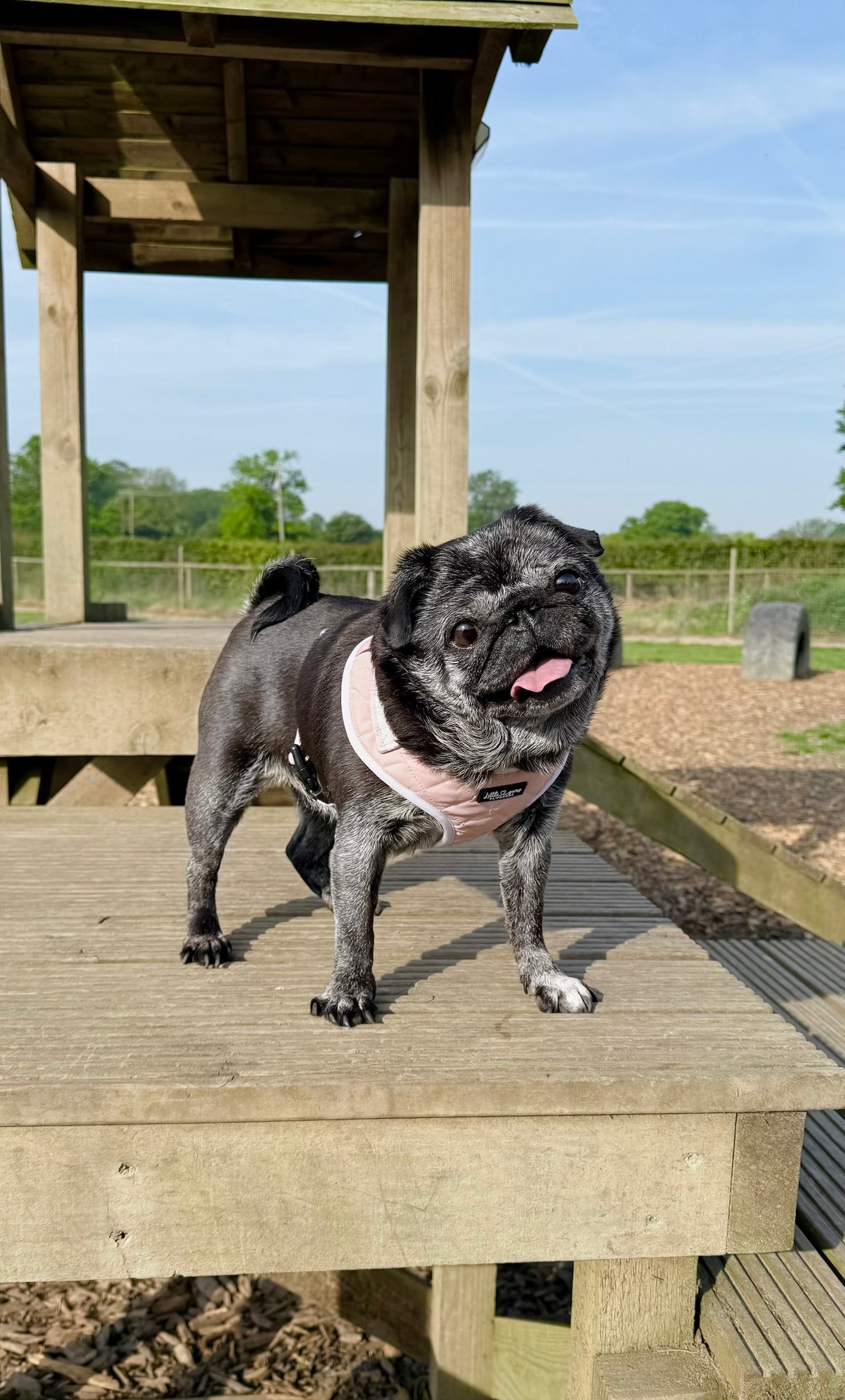 Pink Everyday Quilted harness