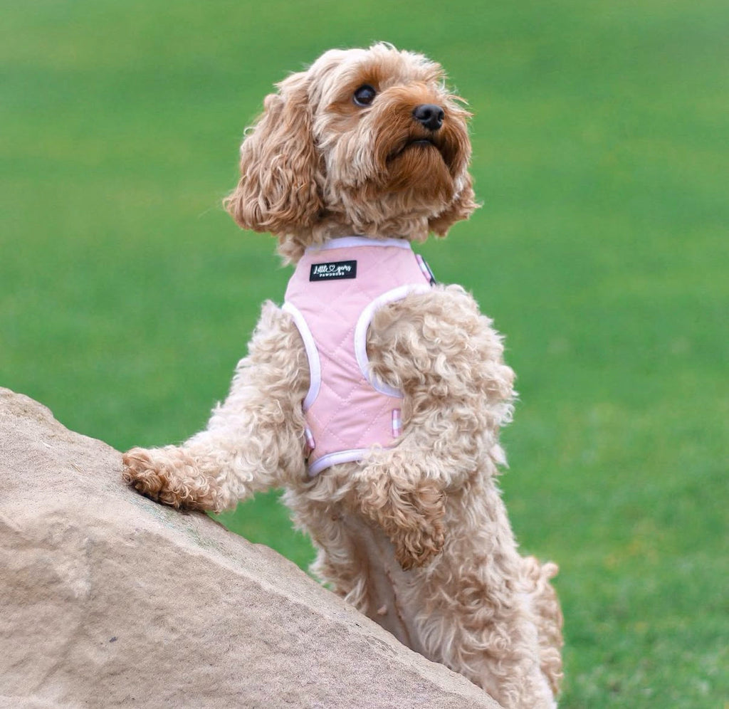 Pink Everyday Quilted harness