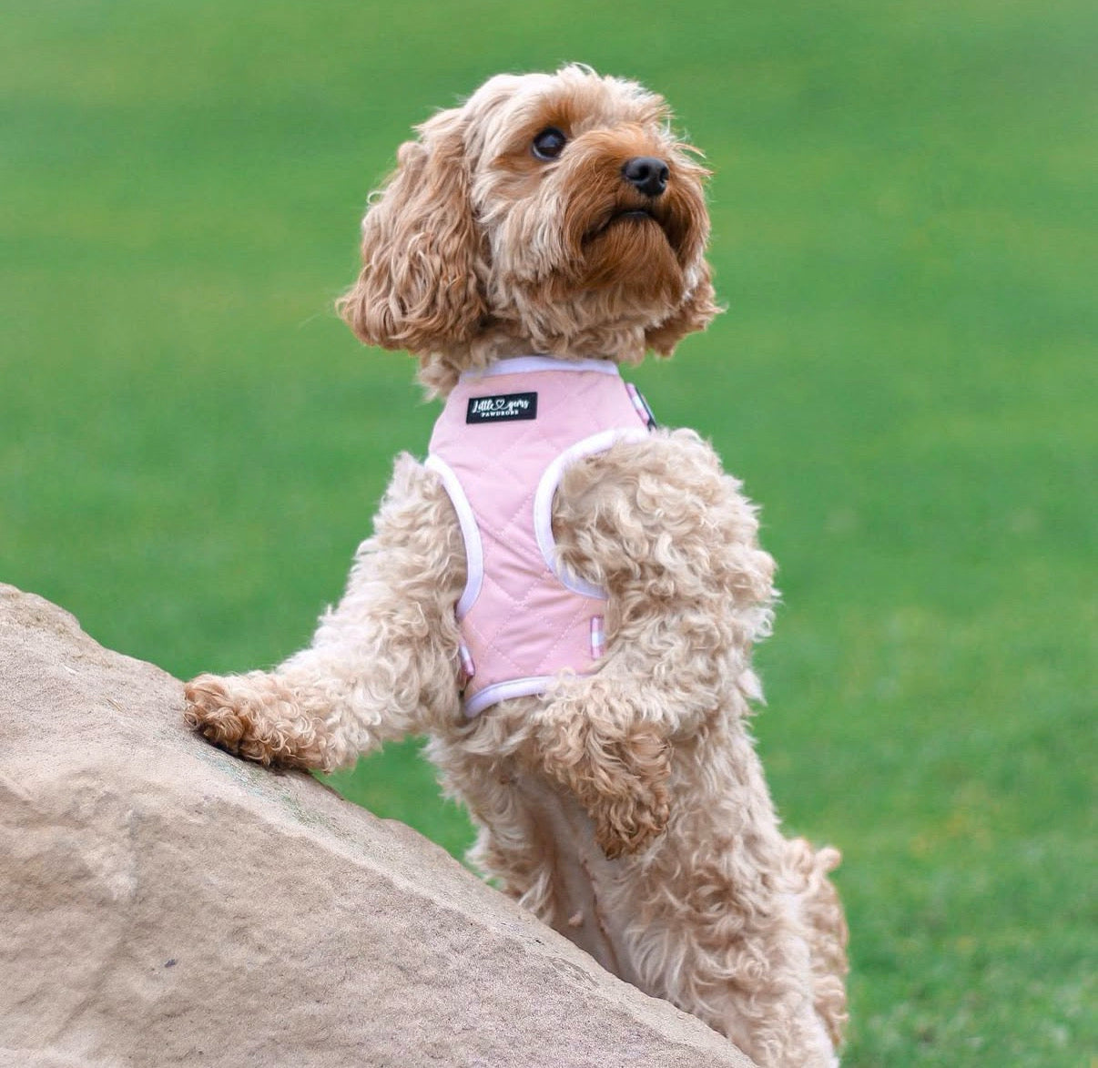 Pink Everyday Quilted harness
