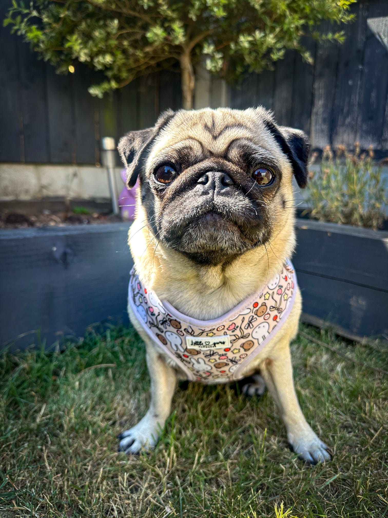 Buns & Bows Harness