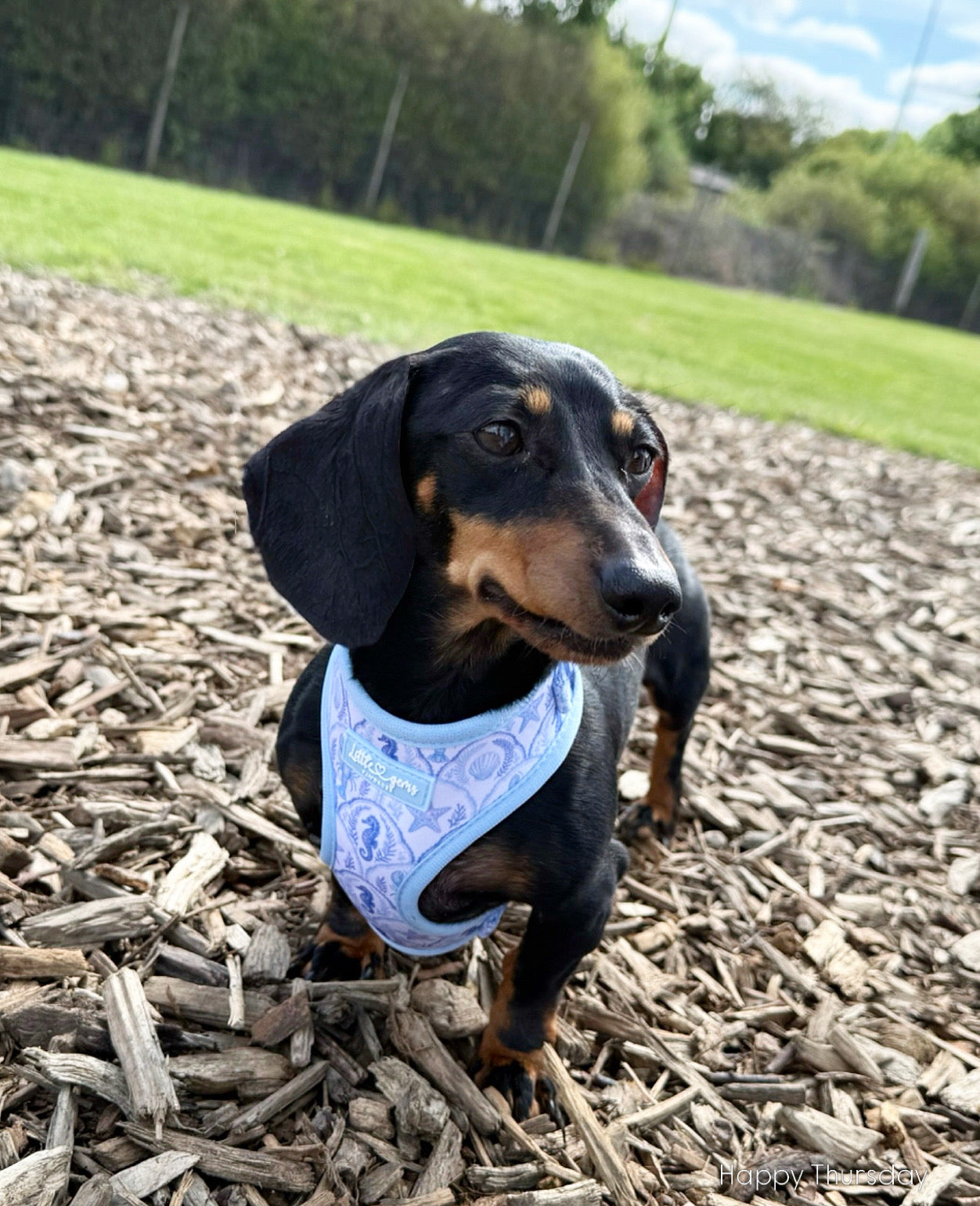 Coastal Shores Harness