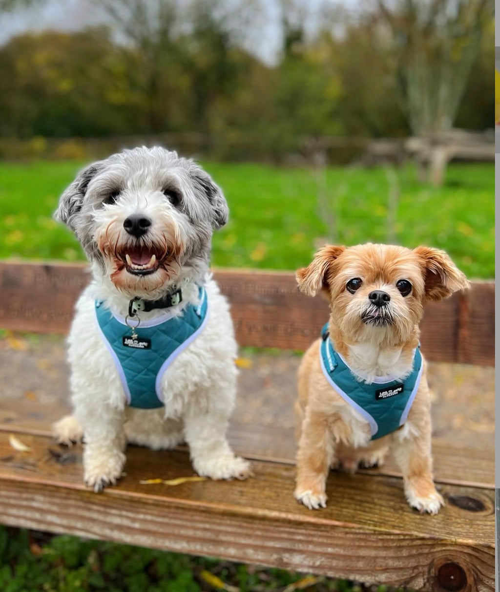 Teal Everyday Quilted Harness