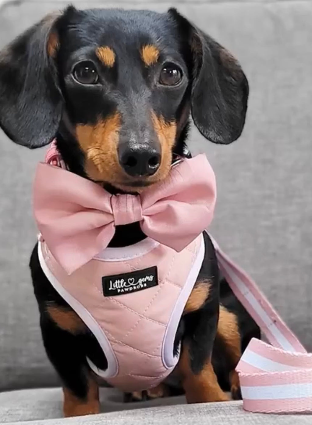 Pink Everyday Quilted harness