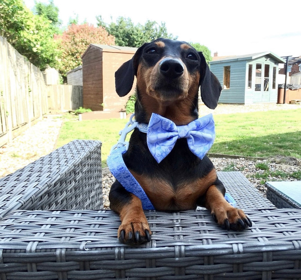 Coastal Shores Bow Tie