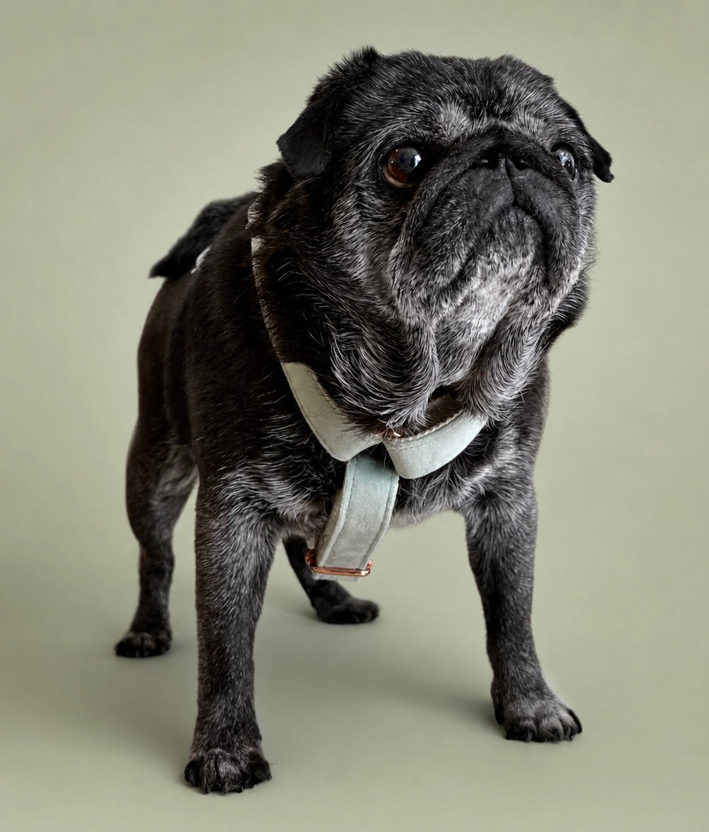 Sage Velvet Harness