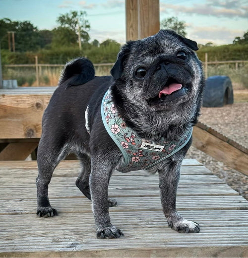 100 Aker Woof Harness